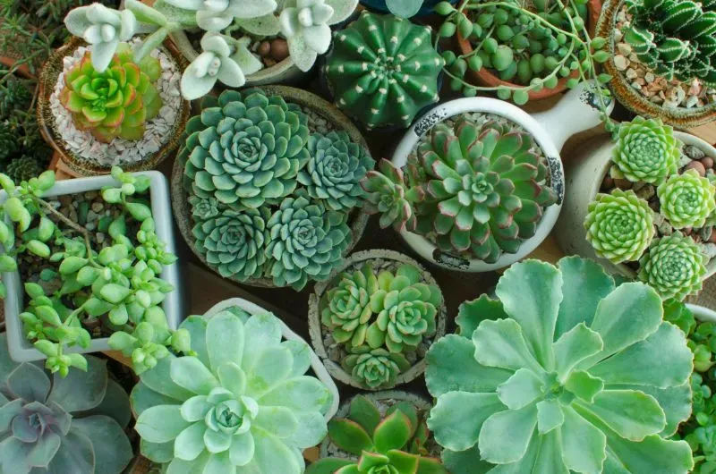 「多肉植物 人気の理由」秘密を大公開！驚くべき魅力とは？